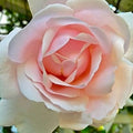 Pink Dawn Rose Flower seeds for Planting Perfect for Borders, Heirloom & GMO Free Seeds for Home Garden seeds for planting
