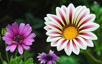 High quality Violet Daisy Flower seeds for Planting Sun Loving, Heirloom & GMO Free Seeds for Home Garden seeds pack