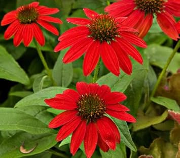 Red SunFlower seeds for Planting Vibrant Colors, Heirloom & GMO Free Seeds for Home Garden seeds for planting