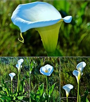 High quality Sky Blue Calla Flower seeds for Planting Shade Tolerant, Heirloom & GMO Free Seeds for Home Garden seeds pack