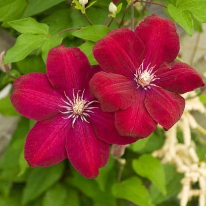 Clematis Flower seeds for Planting Compact Growth Heirloom & GMO Free Seeds for Home Garden