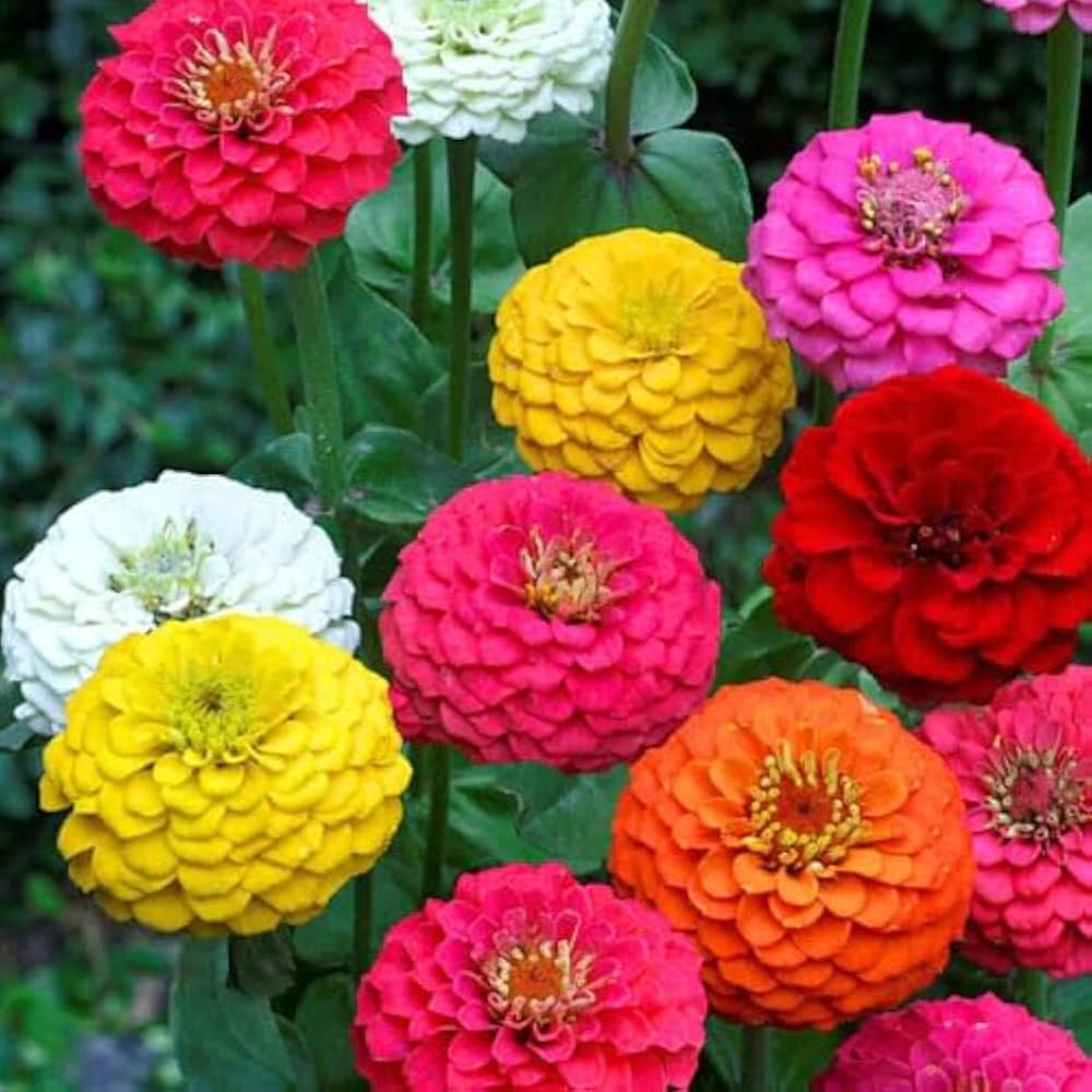 Lime Orange Zinnia Flower seeds for Planting Compact Growth, Heirloom & GMO Free Seeds for Home Garden vegetable and garden seeds