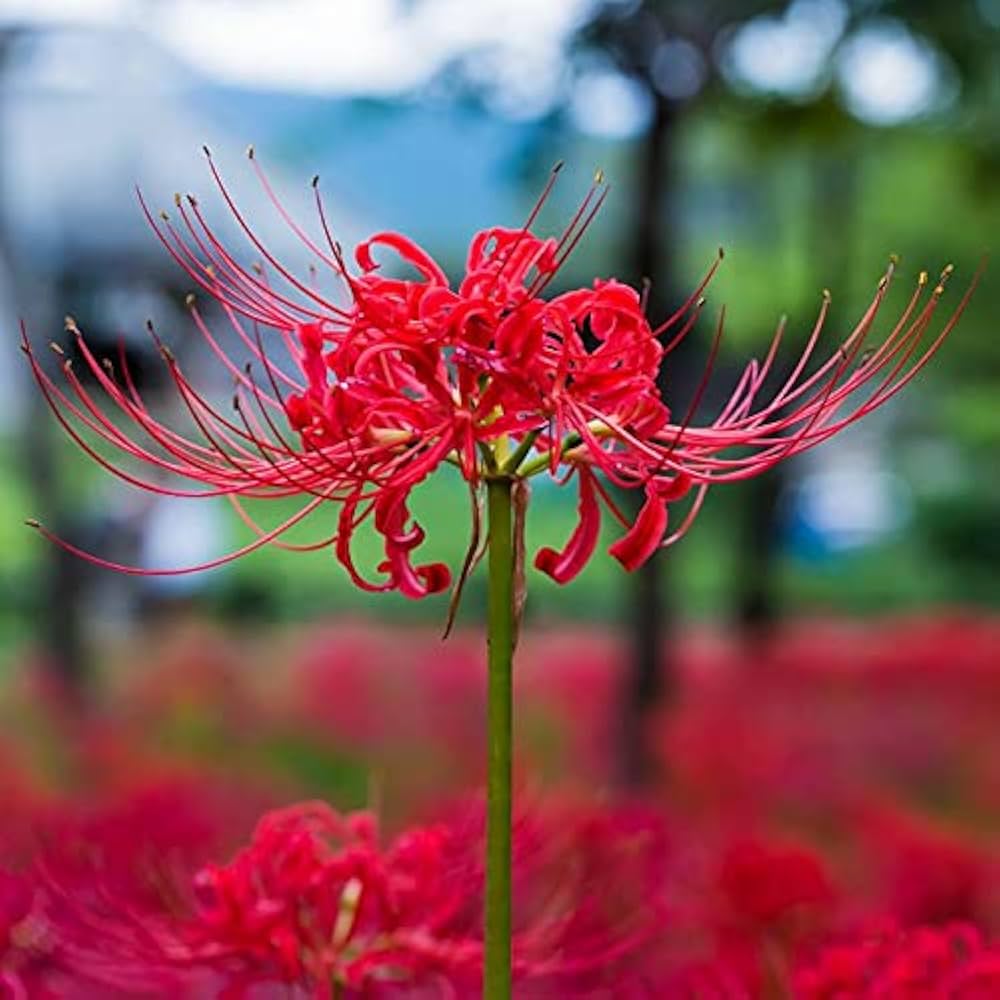 Lycoris Flower seeds for Planting Hardy Variety, Heirloom & GMO Free Seeds for Home Garden vegetable and garden seeds