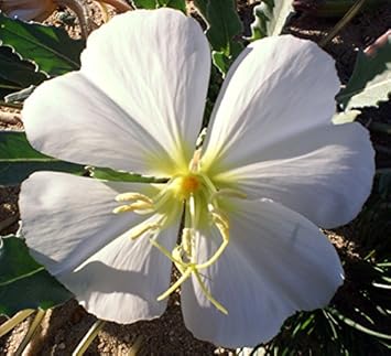 White Oenothera Flower seeds for Planting Shade Tolerant, Heirloom & GMO Free Seeds for Home Garden seeds for planting