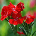 Maroon Dianthus Flower seeds for Planting Seasonal Bloomer, Heirloom & GMO Free Seeds for Home Garden seeds for planting
