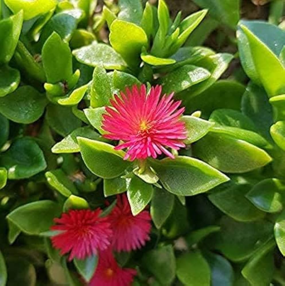Premium Rose Aptenia Flower seeds for Planting Easy to Grow, Heirloom & GMO Free Seeds for Home Garden seeds