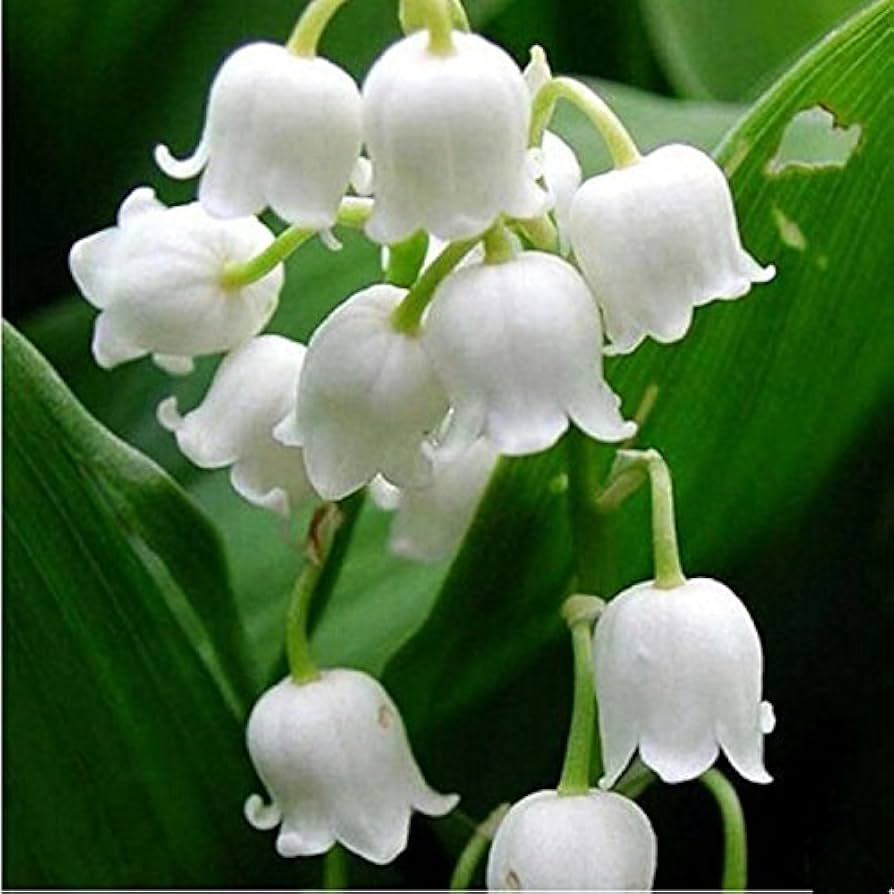 White Windbell Orchid Flower seeds for Planting Garden Favorite, Heirloom & GMO Free Seeds for Home Garden seeds for planting