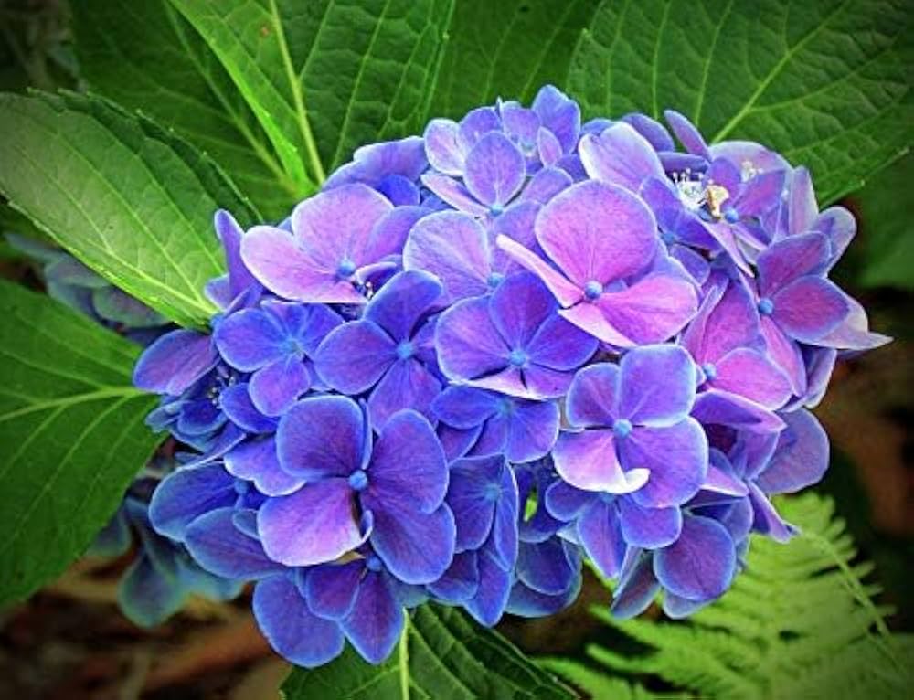 Blue Purple Hydrangea Flower seeds for Planting Easy to Grow, Heirloom & GMO Free Seeds for Home Garden vegetable and garden seeds