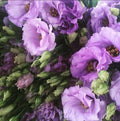 Lavender Eustoma (Lisianthus) Flower seeds for Planting Compact Growth, Heirloom & GMO Free Seeds for Home Garden seeds for planting