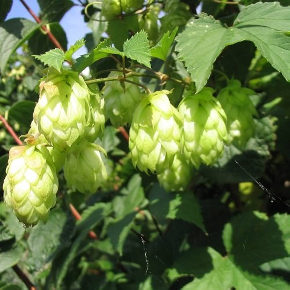 Green Hop Flower seeds for Planting Low Maintenance, Heirloom & GMO Free Seeds for Home Garden seeds for planting