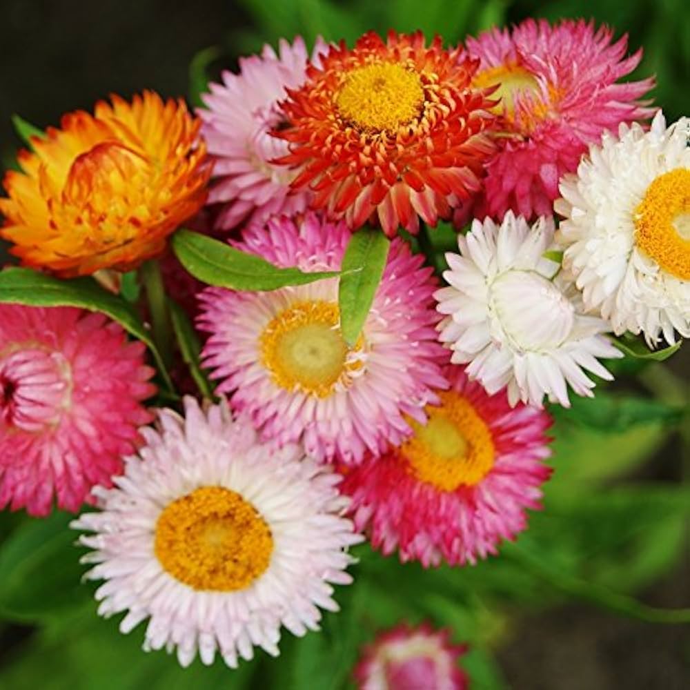 Premium Mix Helianthemum Flower seeds for Planting Cut Flower Favorite, Heirloom & GMO Free Seeds for Home Garden seeds