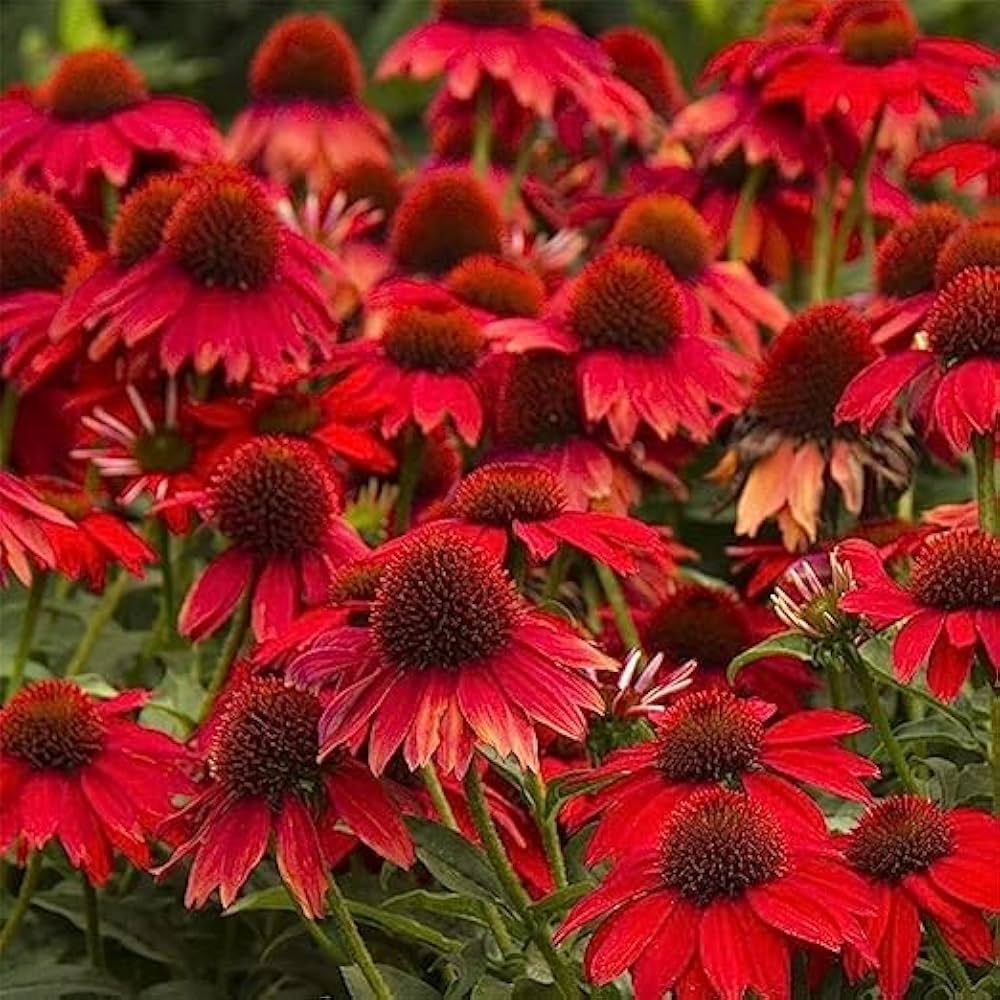 Premium Red Coneflower Flower seeds for Planting Sun Loving, Heirloom & GMO Free Seeds for Home Garden seeds