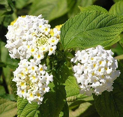 Lantana Flower seeds for Planting Vibrant Colors Heirloom & GMO Free Seeds for Home Garden