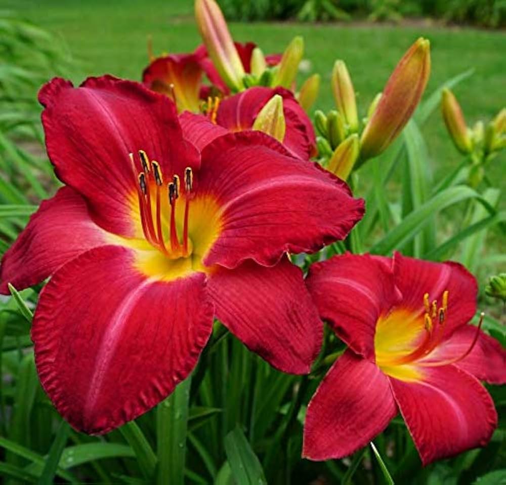 Daylily Reblooming Flower seeds for Planting Fragrant Blossoms Heirloom & GMO Free Seeds for Home Garden