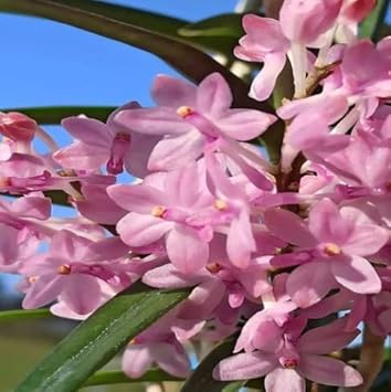 Baby Pink Orchid Flower seeds for Planting Bright Blooms, Heirloom & GMO Free Seeds for Home Garden seeds for planting