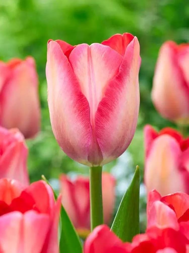 Pink White Tulip Flower seeds for Planting Fragrant Blossoms, Heirloom & GMO Free Seeds for Home Garden vegetable and garden seeds
