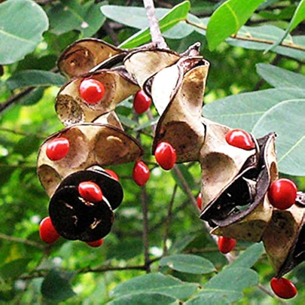 Texas Mountain Laurel Mescal Bean Flower seeds for Planting - Shade Tolerant, Heirloom & GMO Free Seeds for Home Garden
