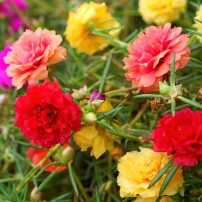 Heirloom Moss Flower seeds for Planting Sun Loving Heirloom & GMO Free Seeds for Home Garden