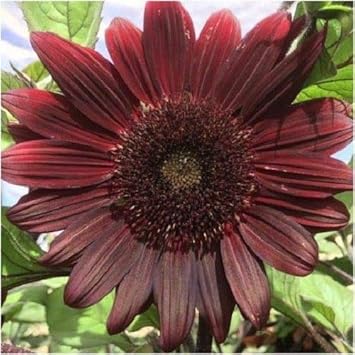 Chocolate Sunflower Flower seeds for Planting Premium Quality, Heirloom & GMO Free Seeds for Home Garden seeds for planting