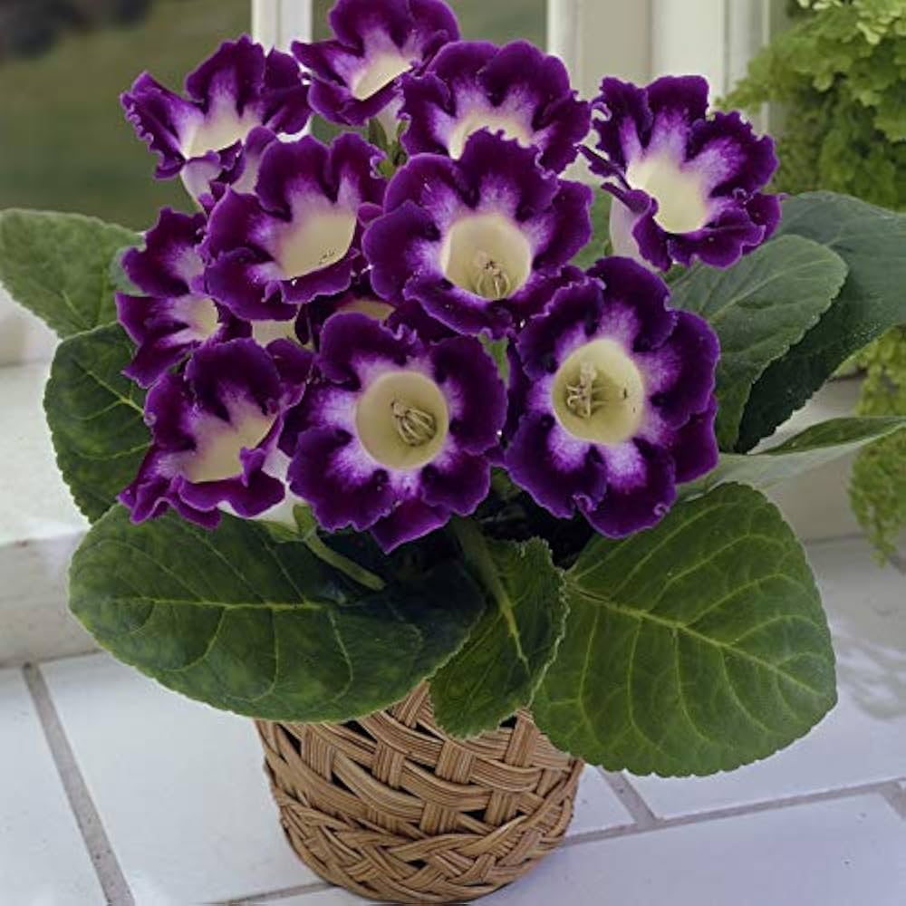 Premium Purple White Gloxinia Flower Seeds for Planting Compact Growth Heirloom & GMO Free Seeds for Home Garden seeds