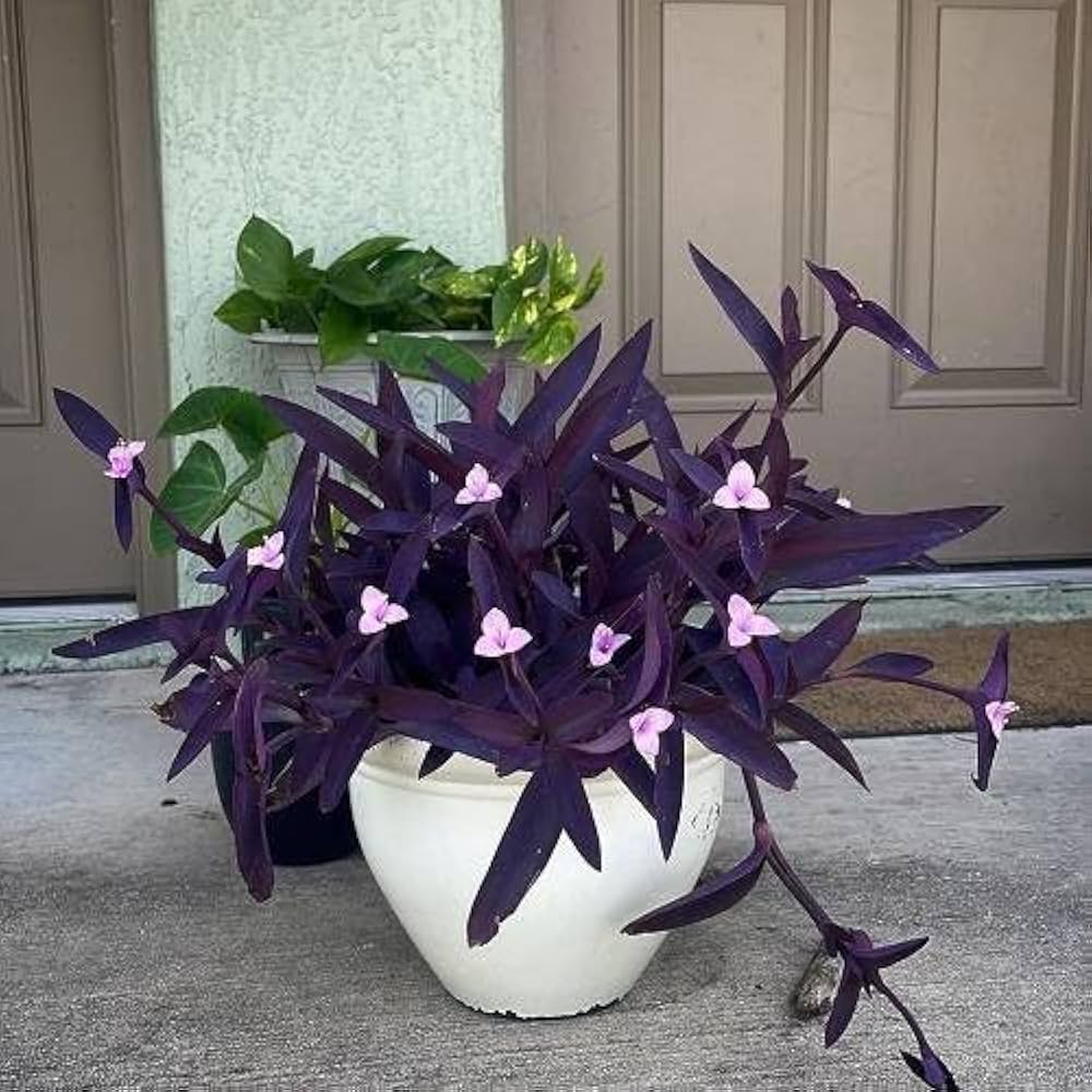 High quality Tradescantia Pallida Flower seeds for Planting Colorful Display, Heirloom & GMO Free Seeds for Home Garden seeds pack