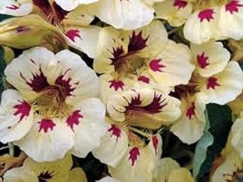 High quality Cream Pink Nasturtium Flower seeds for Planting Vibrant Colors, Heirloom & GMO Free Seeds for Home Garden seeds pack