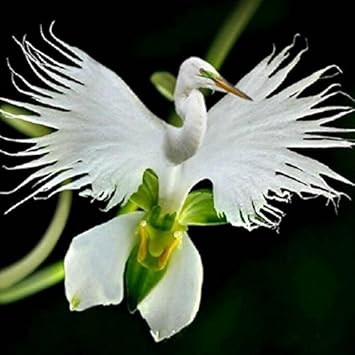 White Egret Orchid Flower seeds for Planting Garden Favorite, Heirloom & GMO Free Seeds for Home Garden seeds for planting