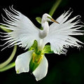 White Egret Orchid Flower seeds for Planting Garden Favorite, Heirloom & GMO Free Seeds for Home Garden seeds for planting