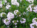 Purple Savory Satureja Flower seeds for Planting Drought Tolerant, Heirloom & GMO Free Seeds for Home Garden seeds for planting