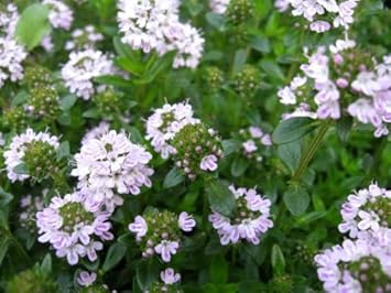 Purple Savory Satureja Flower seeds for Planting Drought Tolerant, Heirloom & GMO Free Seeds for Home Garden seeds for planting