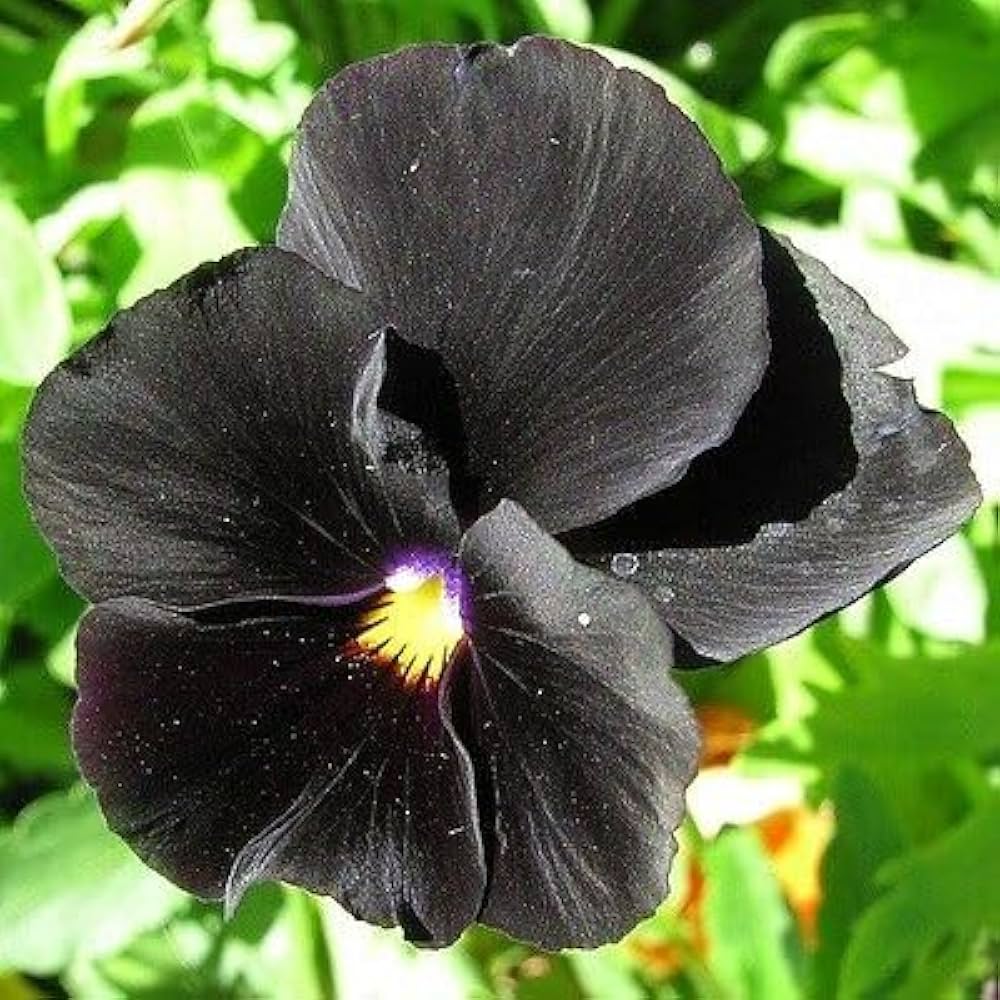 Black Bougainvillea Flower seeds for Planting Low Maintenance, Heirloom & GMO Free Seeds for Home Garden vegetable and garden seeds