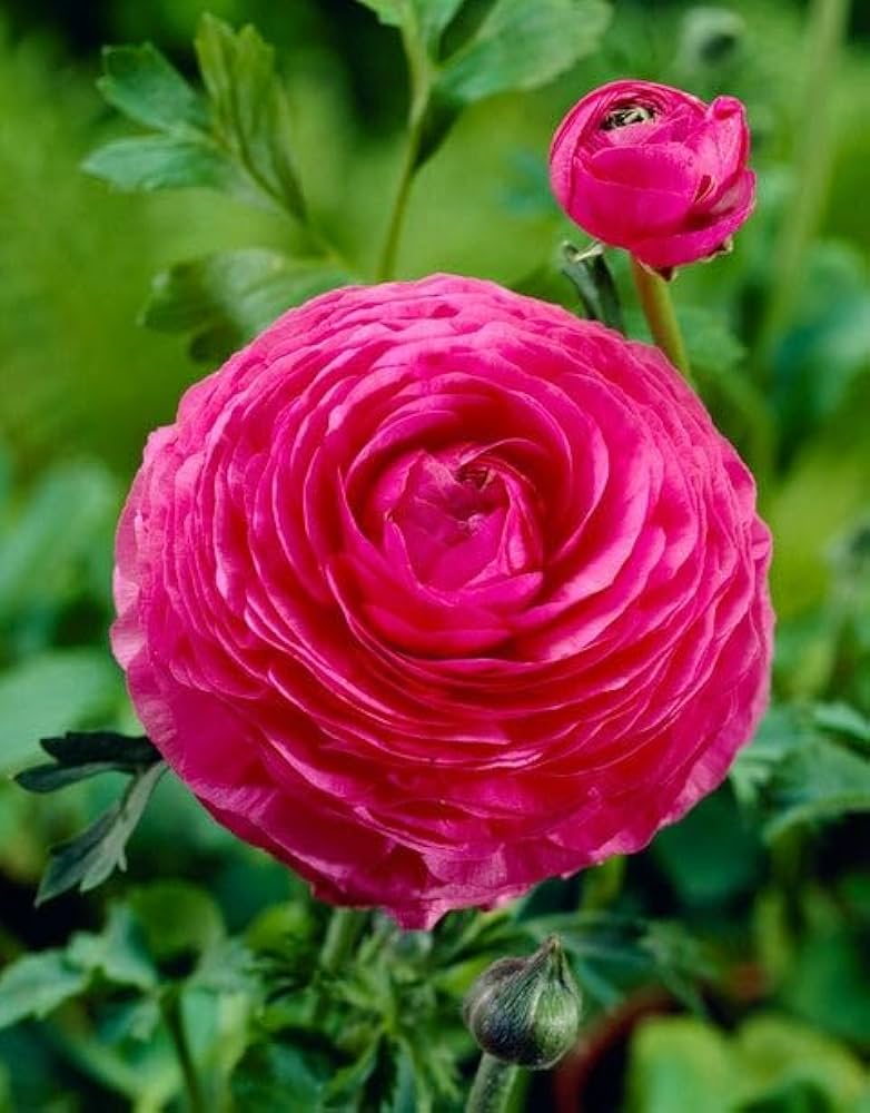 Light Pink Ranunculus Flower seeds for Planting Pollinator Friendly, Heirloom & GMO Free Seeds for Home Garden vegetable and garden seeds