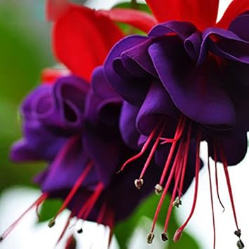 Premium Purple Fuchsia Flower seeds for Planting Easy to Grow, Heirloom & GMO Free Seeds for Home Garden Sale seeds