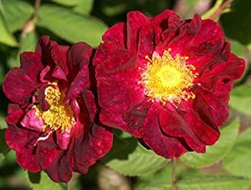 Maroon Rugosa Rose Flower seeds for Planting Garden Favorite, Heirloom & GMO Free Seeds for Home Garden seeds for planting