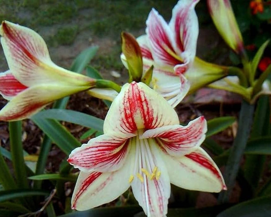 Light Yellow Hippeastrum Flower seeds for Planting Hardy Variety, Heirloom & GMO Free Seeds for Home Garden vegetable and garden seeds