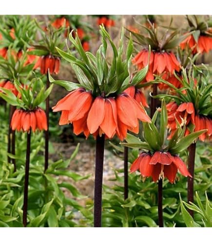 Crown Imperial Flower seeds for Planting - Perfect for Borders, Heirloom & GMO Free Seeds for Home Garden