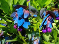 Blue Honeywort Flower seeds for Planting Long Bloom Season, Heirloom & GMO Free Seeds for Home Garden seeds for planting