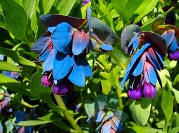 Blue Honeywort Flower seeds for Planting Long Bloom Season, Heirloom & GMO Free Seeds for Home Garden seeds for planting