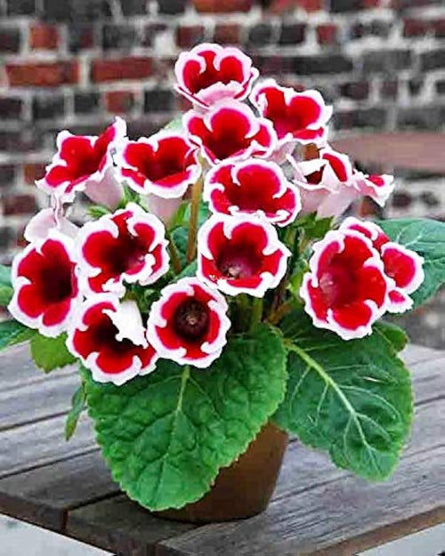 Burgundy Gloxinia Flower seeds for Planting Cut Flower Favorite, Heirloom & GMO Free Seeds for Home Garden seeds for planting