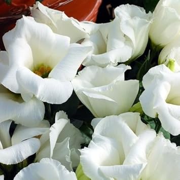 High quality White Lisianthus Logro Flower seeds for Planting Vibrant Colors, Heirloom & GMO Free Seeds for Home Garden seeds pack