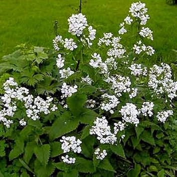 White Lunaria Flower seeds for Planting Drought Tolerant, Heirloom & GMO Free Seeds for Home Garden seeds for planting