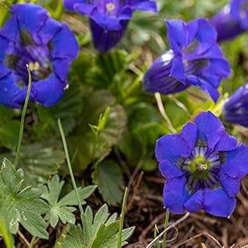 Blue Gentiana Acaulis Flower seeds for Planting Garden Favorite, Heirloom & GMO Free Seeds for Home Garden seeds for planting