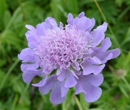 Scabiosa Flower seeds for Planting Perfect for Borders Heirloom & GMO Free Seeds for Home Garden