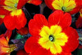 Yellow Red Danova Copper Flower seeds for Planting Premium Quality, Heirloom & GMO Free Seeds for Home Garden seeds for planting
