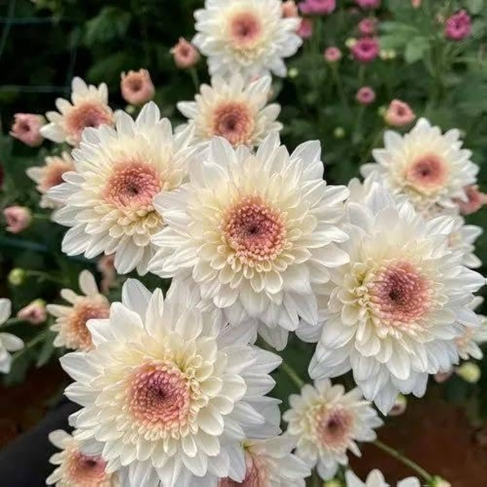 White Pink Chrysanthemum Flower seeds for Planting Bright Blooms, Heirloom & GMO Free Seeds for Home Garden seeds for planting