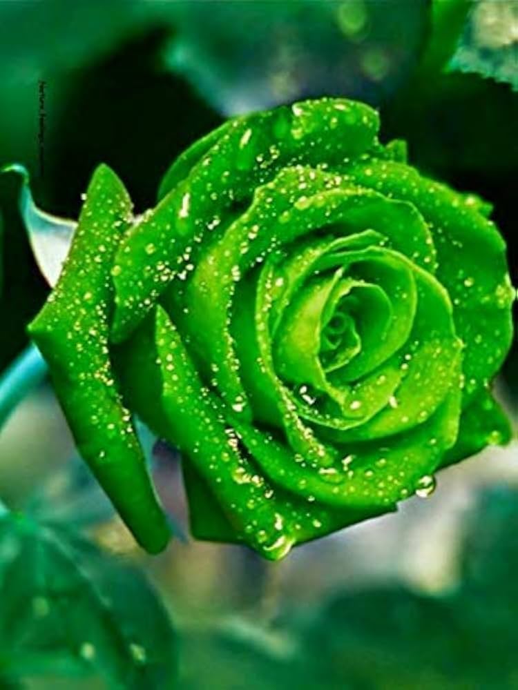 Premium Green Dragon Rose Flower seeds for Planting Low Maintenance, Heirloom & GMO Free Seeds for Home Garden seeds