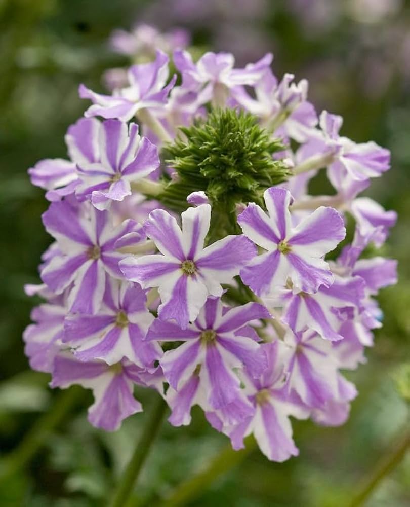 Premium White Purple Verbena Flower seeds for Planting Easy to Grow, Heirloom & GMO Free Seeds for Home Garden seeds