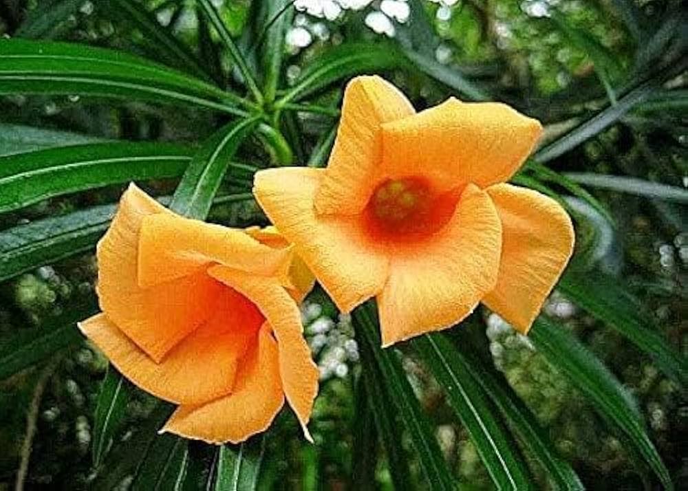 High quality Yellow Alpine Bottlebrush Flower seeds for Planting Hardy Variety, Heirloom & GMO Free Seeds for Home Garden seeds pack