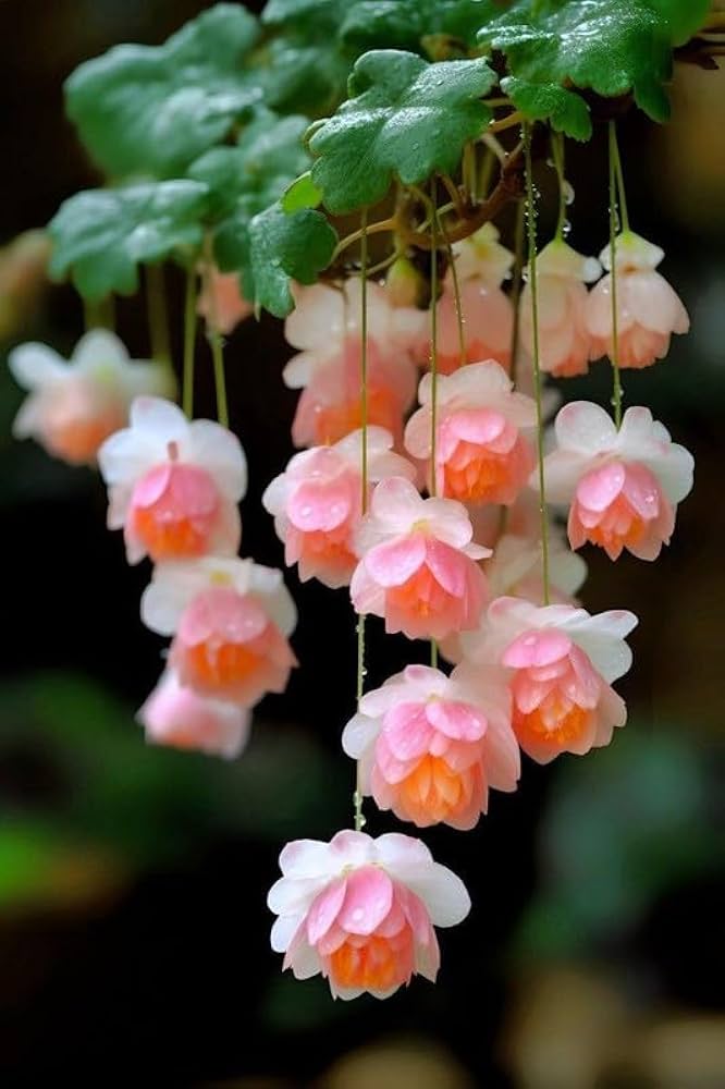 Premium Pink White Begonia Flower seeds for Planting Wildflower Mix, Heirloom & GMO Free Seeds for Home Garden seeds
