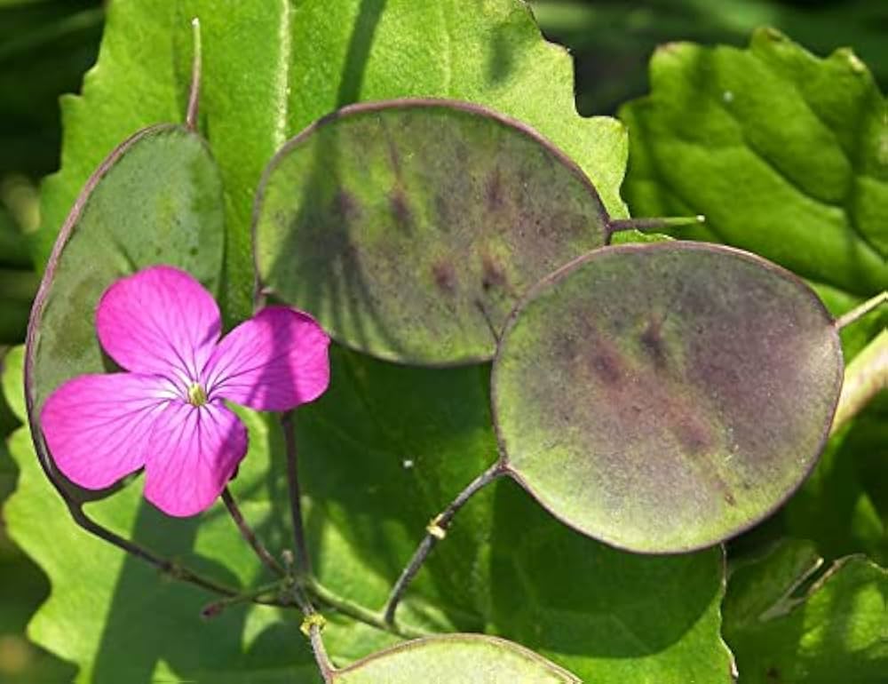 Lunaria Money Flower seeds for Planting Compact Growth, Heirloom & GMO Free Seeds for Home Garden vegetable and garden seeds
